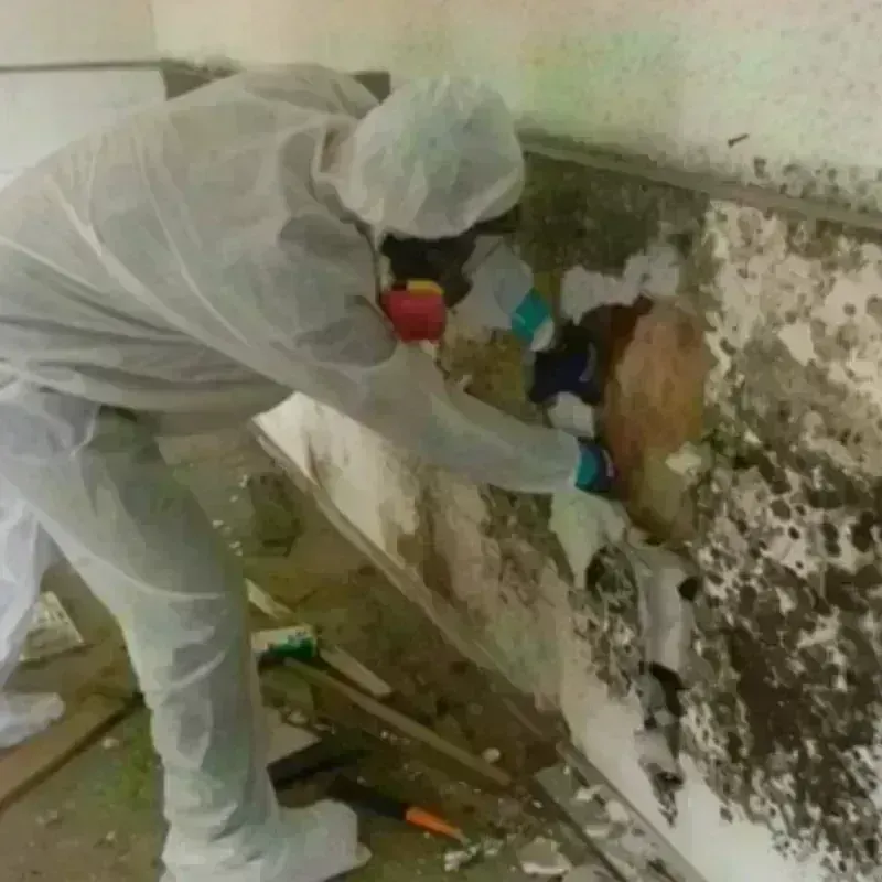 Mold Remediation and Removal in Firestone, CO